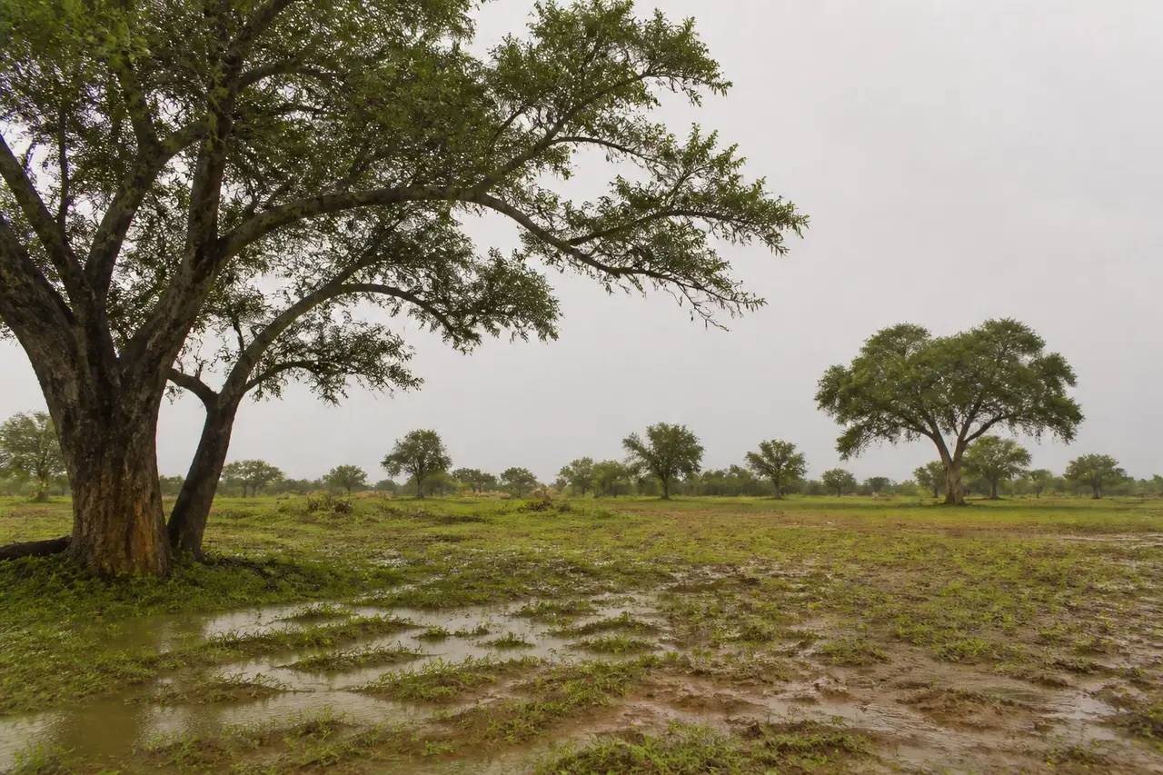 Mature native trees across broad rain-darkened open ground